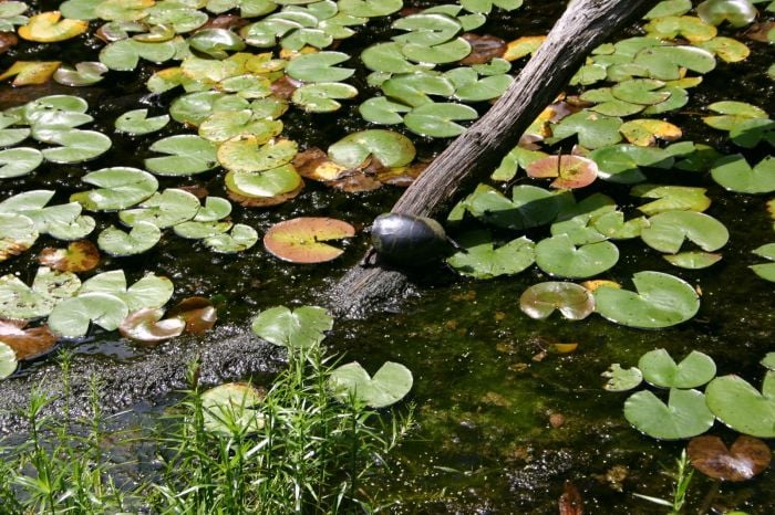 garden in the woods native plant trust turtle lily pond